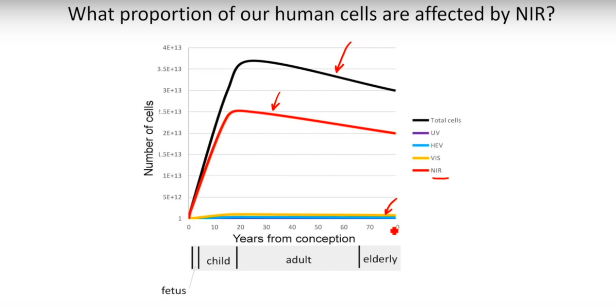 Proportion de cellules humaines affectées par la lumière proche infrarouge (NIR) selon l'âge — Zimmerman et Reiter 2019