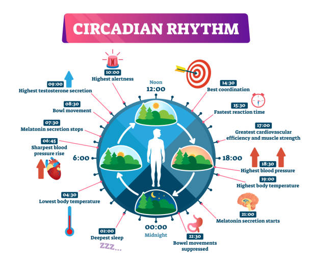 Horloge circadienne sur 24 heures — cortisol, mélatonine, température corporelle, force musculaire, coordination