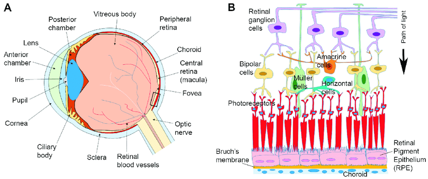 Anatomie de l'œil et de la rétine — cellules ganglionnaires (ipRGC) qui signalent le noyau suprachiasmatique (NSC)