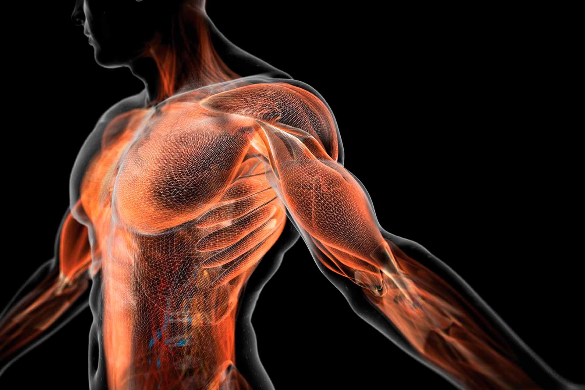 Fascia santé mouvement — liberté et mobilité corporelle