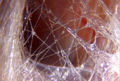 Structure du fascia dans le corps — photo Guimberteau
