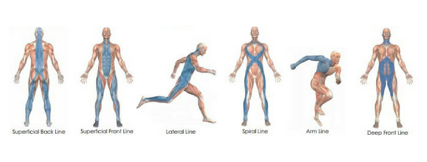 Lignes fasciales — Anatomy Trains de Tom Myers