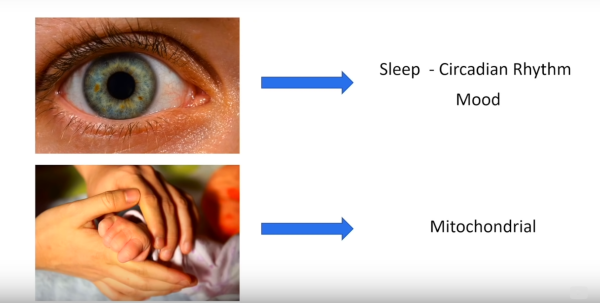 Comment les humains interagissent avec la lumière — yeux vers le rythme circadien et l'humeur, peau vers les mitochondries et l'énergie