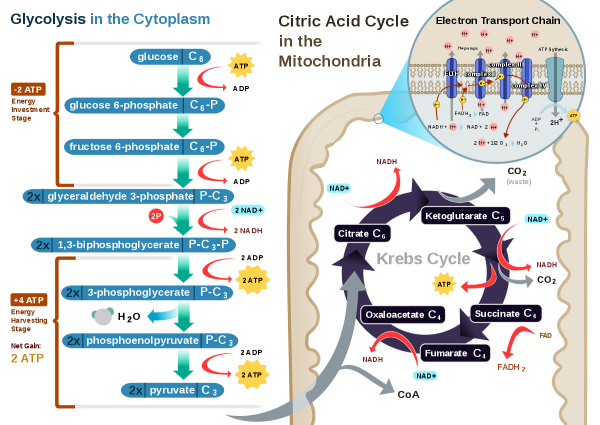 Le cycle de Krebs dans les mitochondries — production d'ATP, où la cytochrome C oxydase (CCO) répond à la lumière proche infrarouge