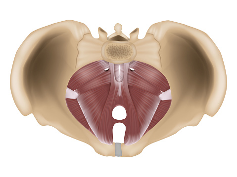 Plancher pelvien — anatomie et soutien des organes, ménopause