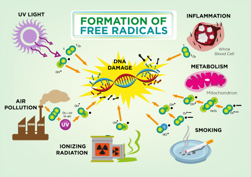 Formation de radicaux libres — sources du stress oxydatif incluant stress, pollution, sucre, manque de sommeil