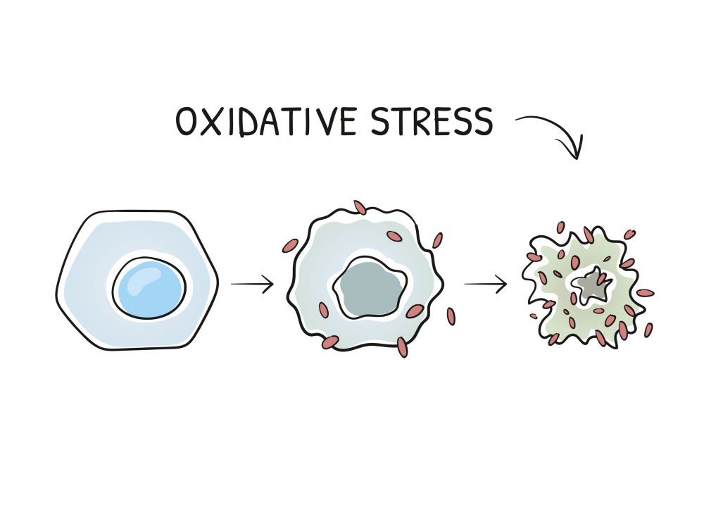 stress oxydatif et impact cellulaire